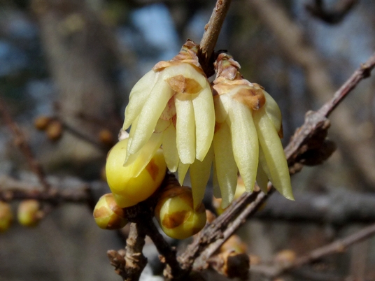 {Chimonanthus praecox}